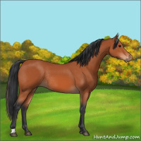 Horse Color:Bay Rabicano 