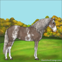 Horse Color:White Spotted Silver Black Tobiano 