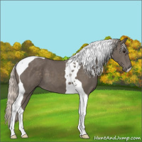 Horse Color:Silver Black Tobiano 