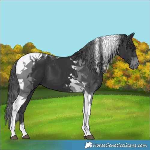 Horse Color:Black Tobiano 