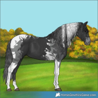Horse Color:Black Tobiano 