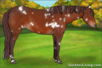 Horse Color:White Spotted Chocolate Bay 