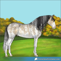 Horse Color:Buckskin Dun Mushroom Sabino 