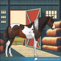 Horse Color:Brown Tobiano