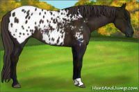 Horse Color:Midnight Bay Ice Mushroom Appaloosa 