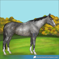 Horse Color:Buckskin Ice 