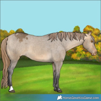 Horse Color:Buckskin Dun Appaloosa Brindle