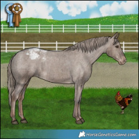 Horse Color:Liver Red Dun Appaloosa Brindle 