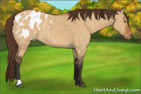 Horse Color:Buckskin Dun Appaloosa Brindle 