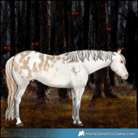 Horse Color:Buckskin Dun Appaloosa Brindle 