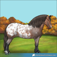 Horse Color:Bay Roan Appaloosa 