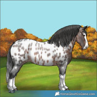 Horse Color:Brown Roan Splash Appaloosa 