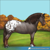 Horse Color:Liver Red Roan Appaloosa