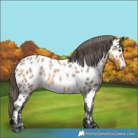 Horse Color:Buckskin Roan Appaloosa