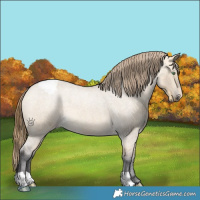 Horse Color:Buckskin Roan Dun Appaloosa 