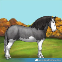 Horse Color:Smoky Blue Roan Splash