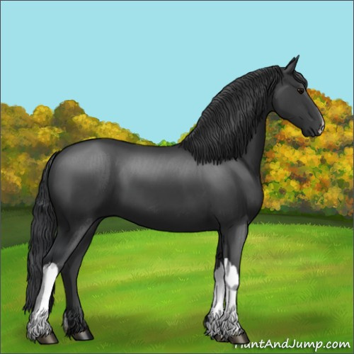 Horse Color:Black 