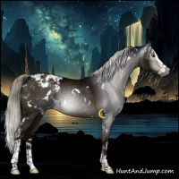 Horse Color:Gray White Spotted Midnight Liver Chestnut Mushroom Splash Appaloosa