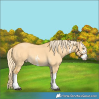 Horse Color:White Spotted Palomino Dun
