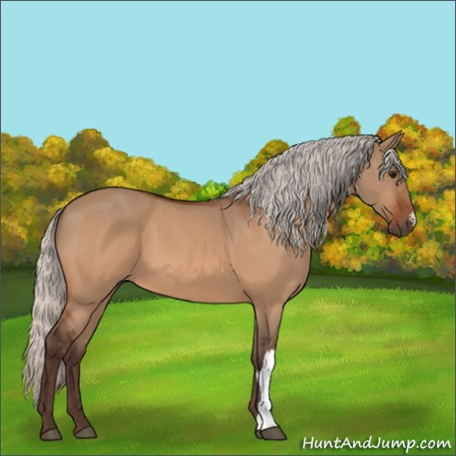 Horse Color:Silver Bay Dun 