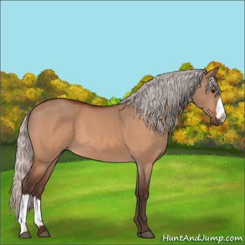 Horse Color:Silver Bay Dun 