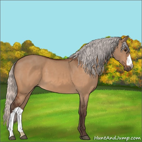 Horse Color:Silver Bay Dun 