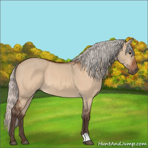 Horse Color:Silver Bay Dun 