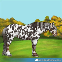 Horse Color:Liver Chestnut Appaloosa 