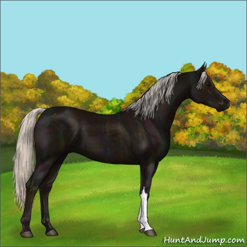 Horse Color:Midnight Silver Black 