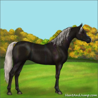 Horse Color:Midnight Silver Black 