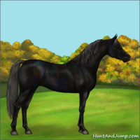 Horse Color:Midnight Smoky Black 