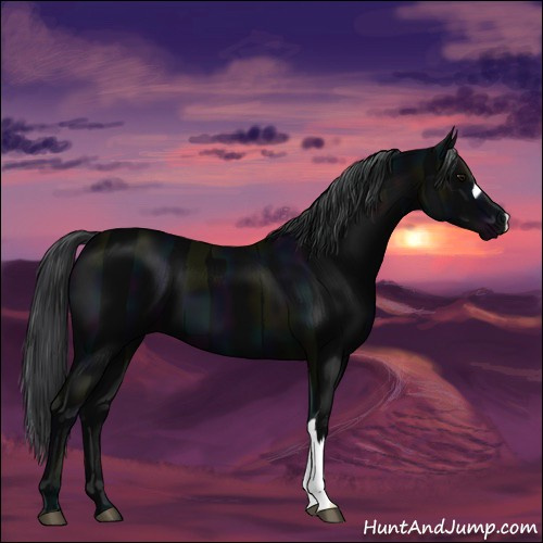Horse Color:Midnight Black 