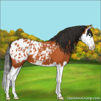 Horse Color:Bay Splash Appaloosa 