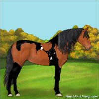 Horse Color:Bay Tobiano 