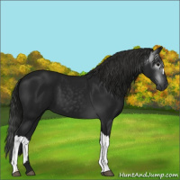 Horse Color:Gray Black 