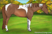 Horse Color:Unknown 
