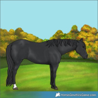 Horse Color:Black 