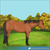 Horse Color:Bay Rabicano 
