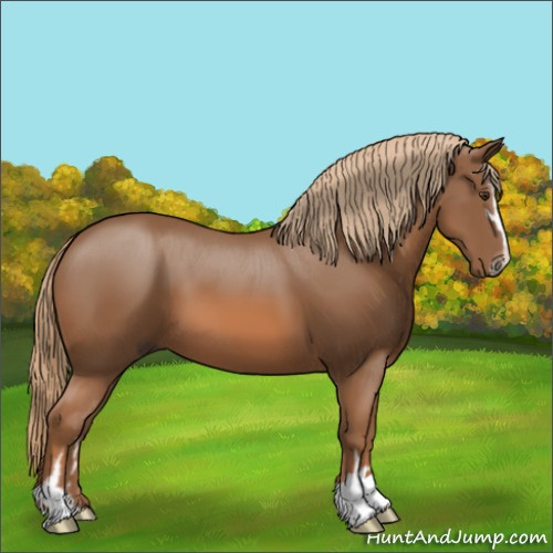 Horse Color:Chestnut Sabino 