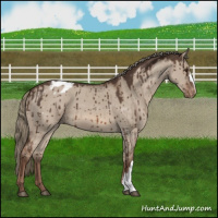 Horse Color:Liver Red Dun Mushroom Appaloosa Brindle 