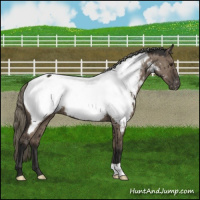 Horse Color:Liver Red Dun Mushroom Appaloosa Brindle
