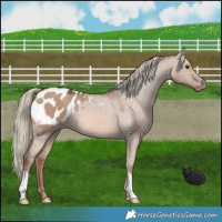 Horse Color:Red Dun Mushroom Appaloosa 