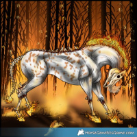 Horse Color:Chestnut Appaloosa 