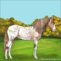 Horse Color:Amber Champagne Sabino Tobiano Appaloosa  and Gold Champagne Sabino Tobiano Appaloosa 