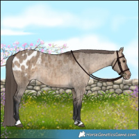 Horse Color:Brown Dun Appaloosa Brindle 