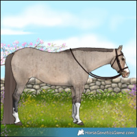 Horse Color:Bay Dun Appaloosa Brindle 