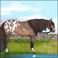 Horse Color:Bay Dun Appaloosa Brindle 
