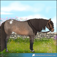 Horse Color:Brown Dun Appaloosa Brindle 