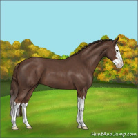 Horse Color:Liver Red Roan Splash 