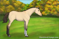 Horse Color:Buckskin Dun Tobiano 